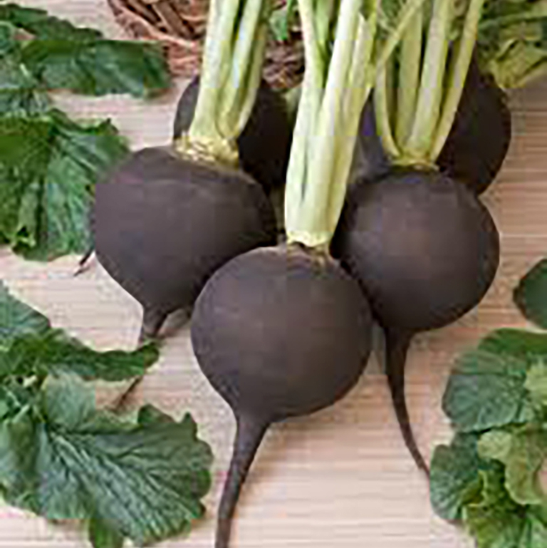 Black Radish 768x768